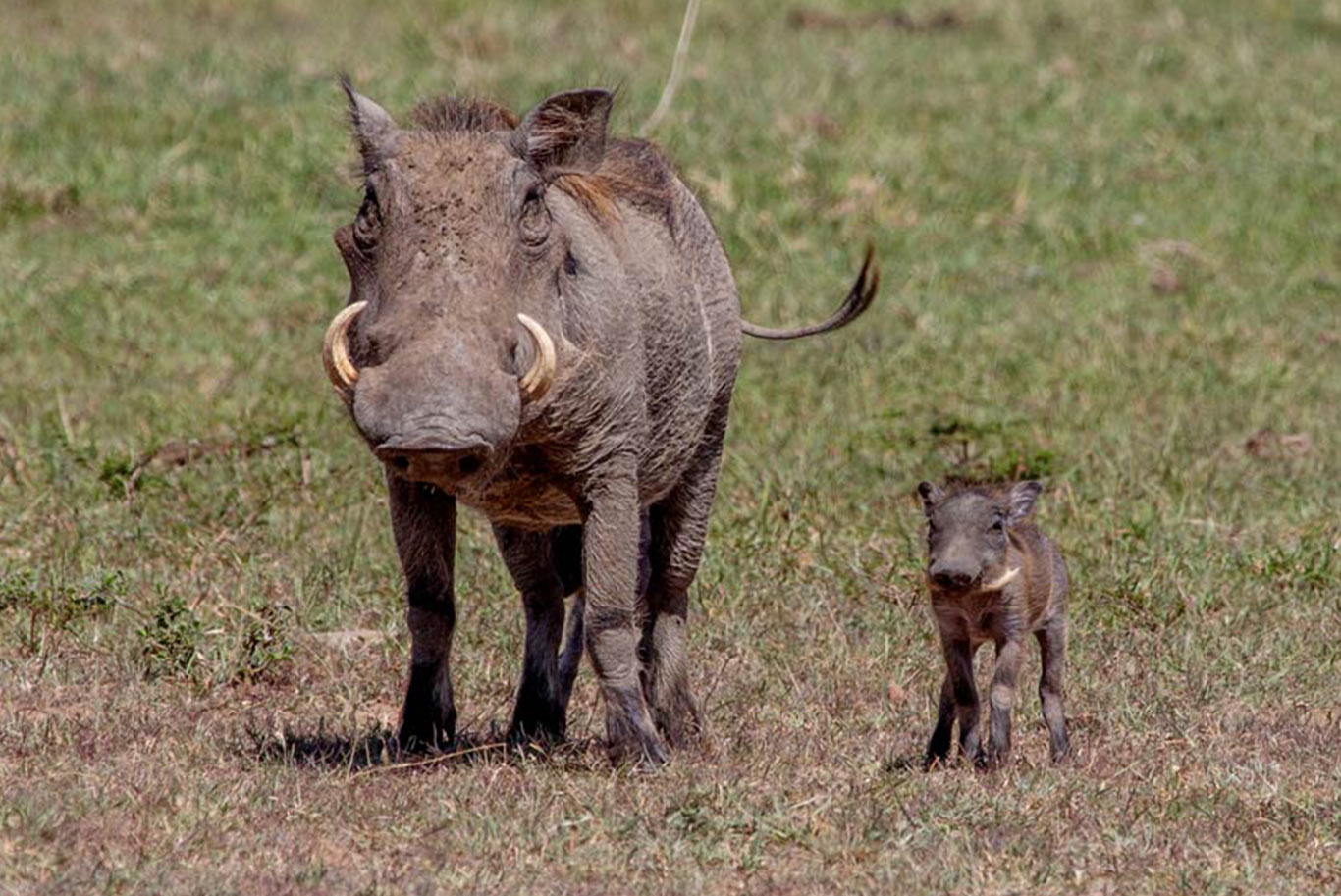 warthog