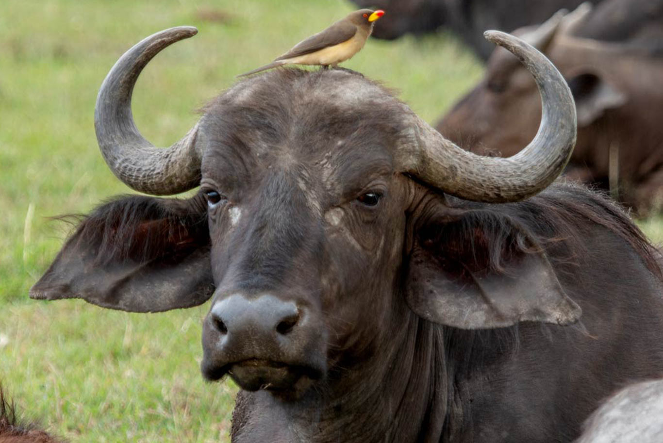 water buffalo